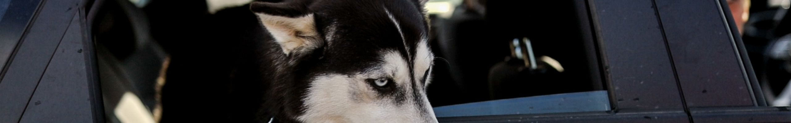 CAMEA CAR RADÍ – Ako prevážať psíka